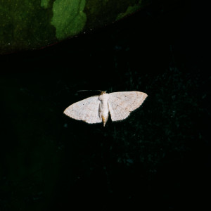 Dengarkan lagu ผีเสื้อ nyanyian ตาเนม dengan lirik