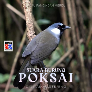 Album Suara Burung Poksai (Kicau Pancingan Merdu) from Aneka Burung IMC