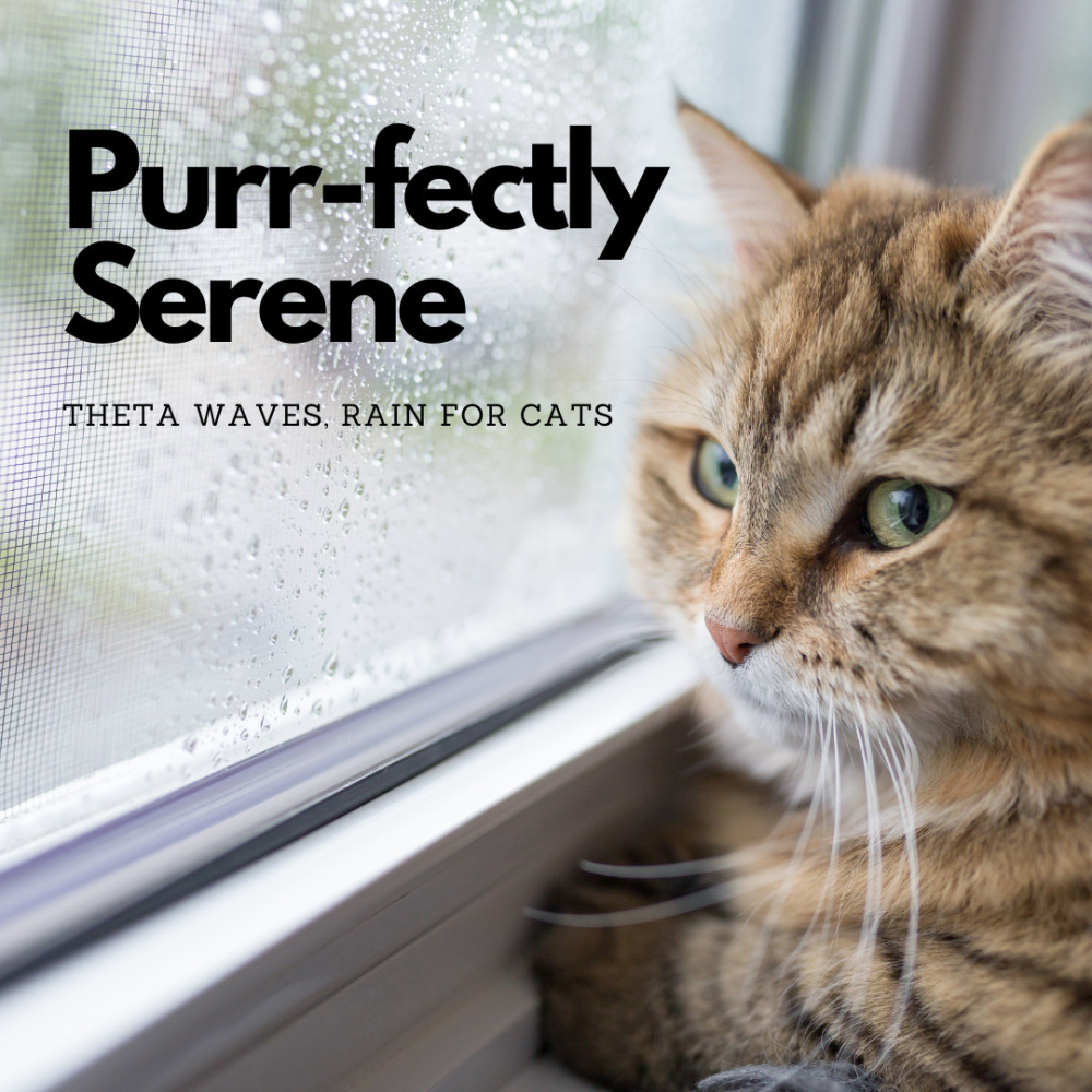 Tranquil Rain Symphony Theta Waves, Cats