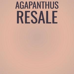 Agapanthus Resale dari Various