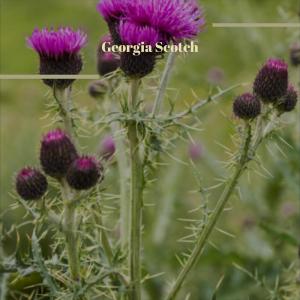 Dengarkan Cmo lagu dari Lexter Magh dengan lirik