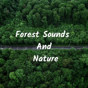 ดาวน์โหลดและฟังเพลง Melodias Relajantes del Bosque พร้อมเนื้อเพลงจาก Nature Sounds