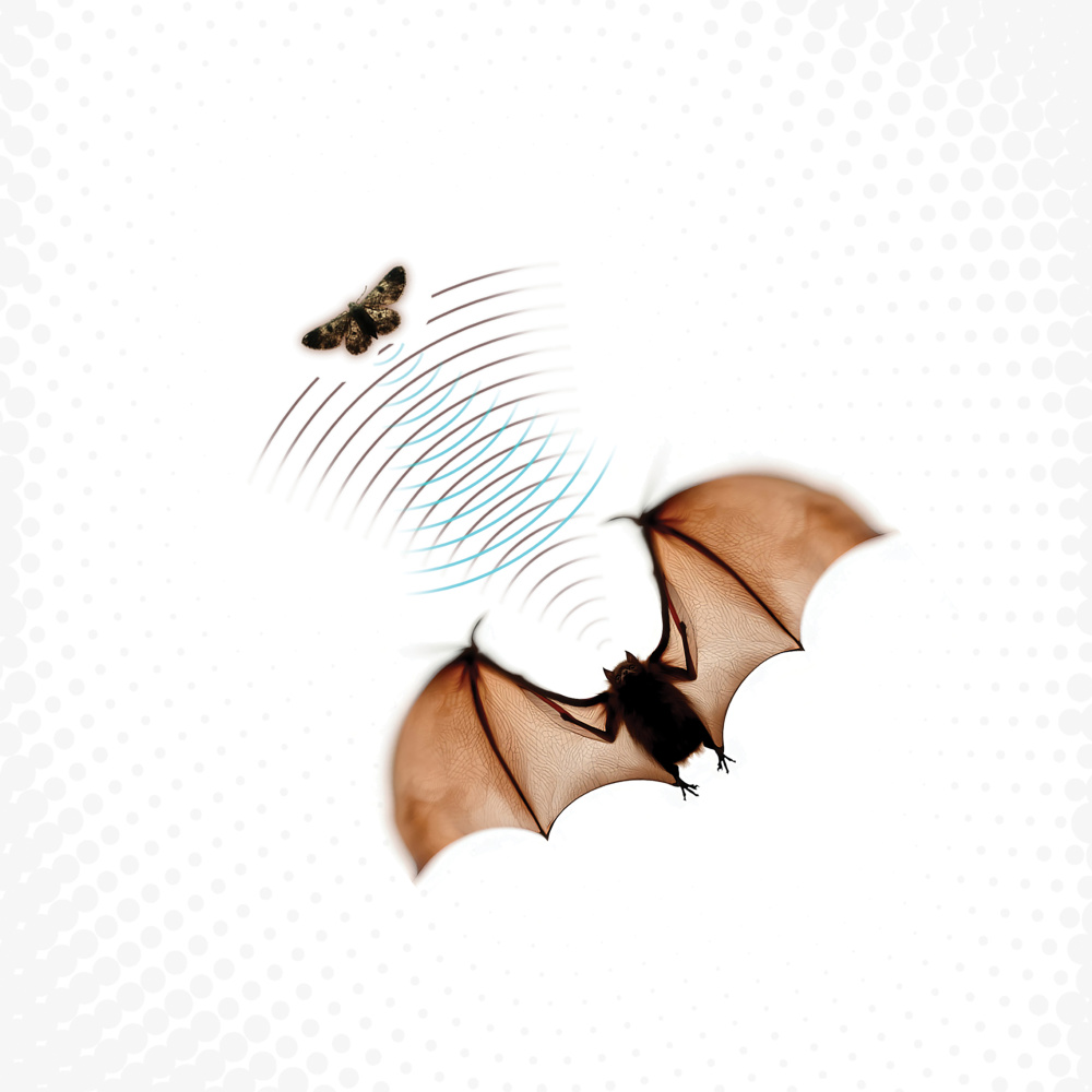 The Moth's Lament (Instrumental)