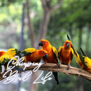 Nature Recordings的專輯Bird Bliss Sounds