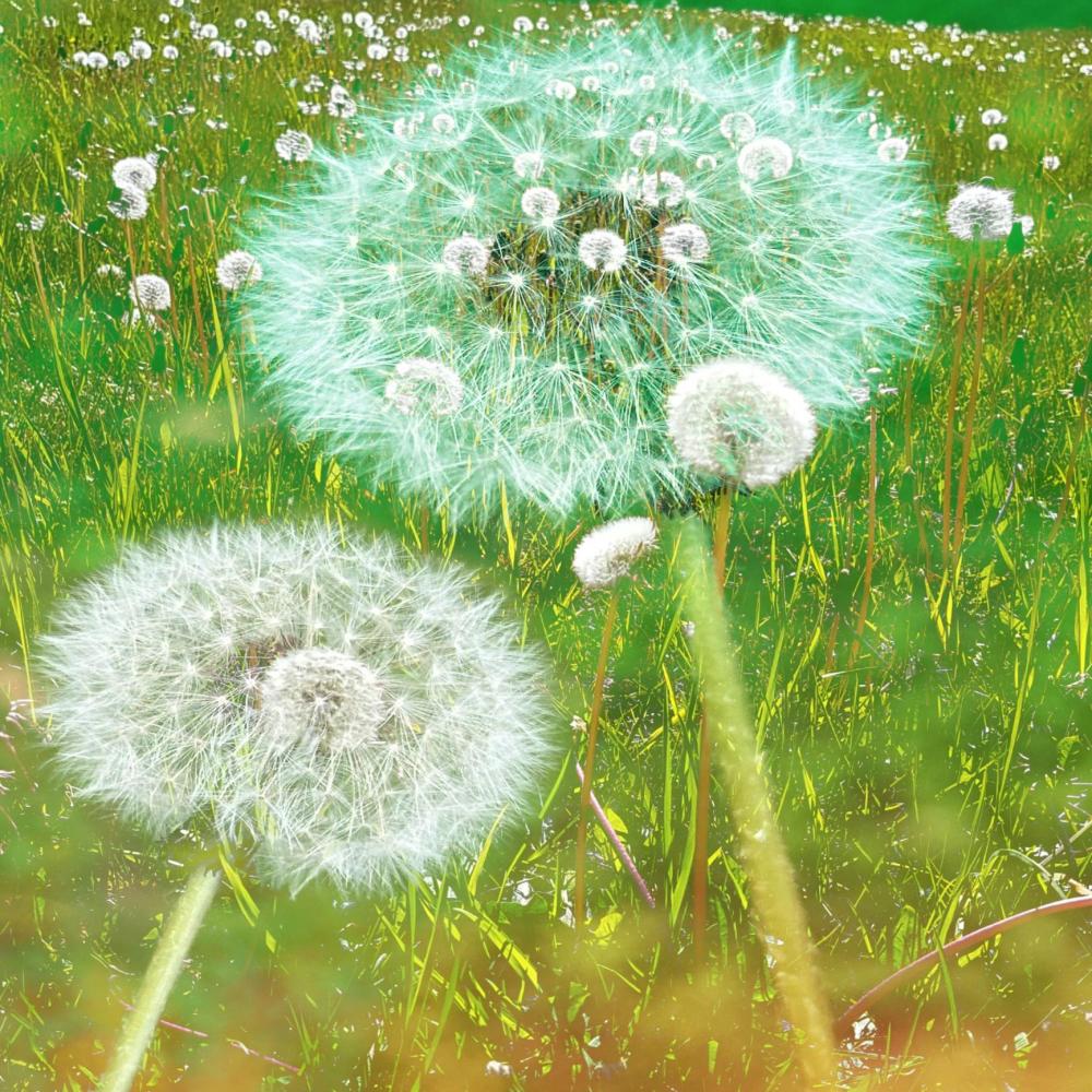 dandelions (Explicit)