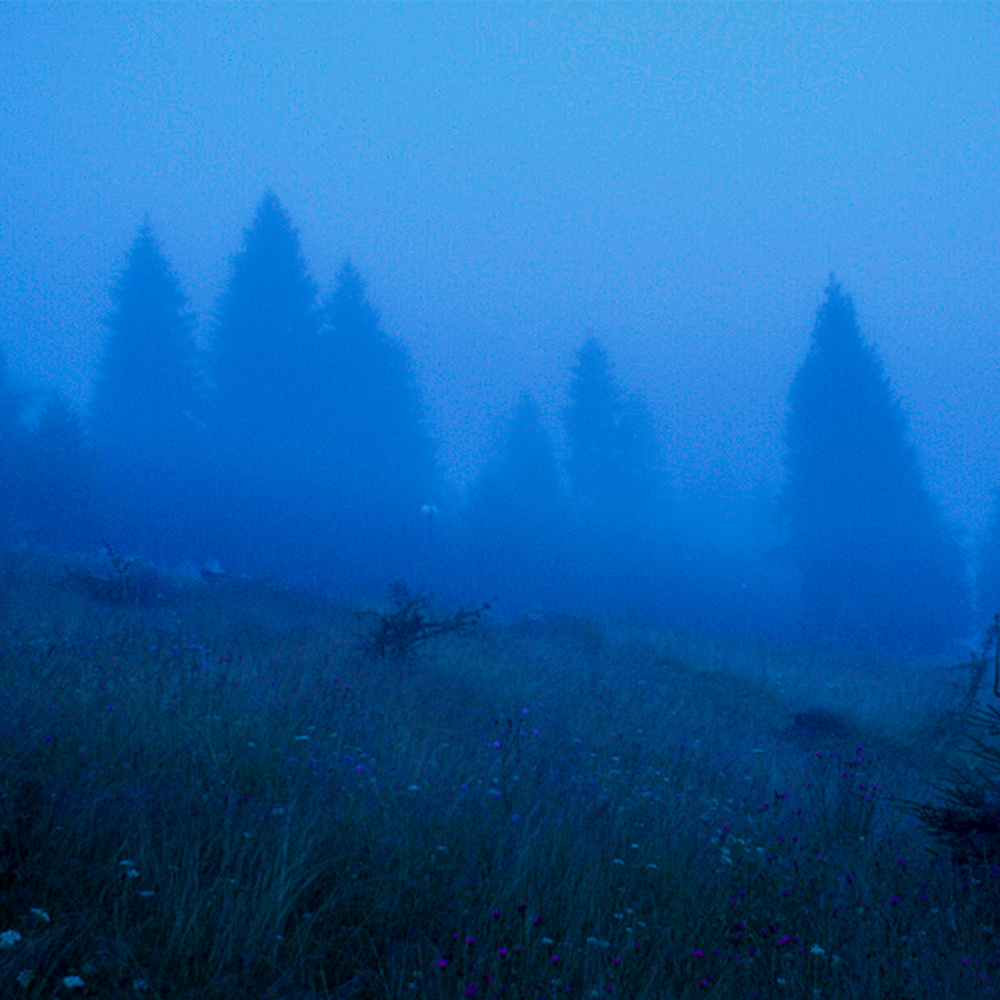 seven dreams