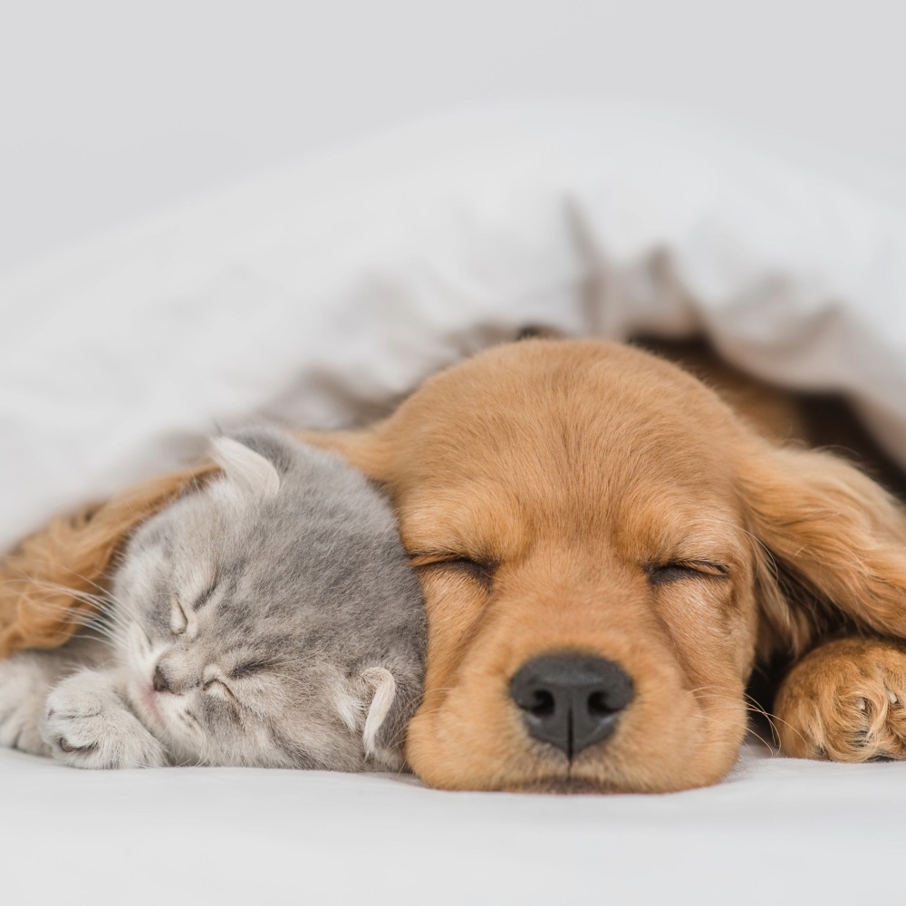 Pets Relax Calm Sounds