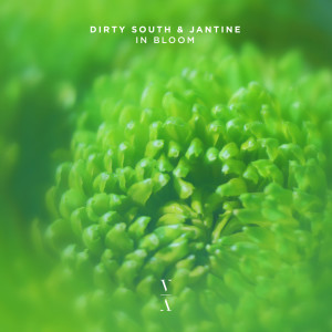 อัลบัม In Bloom ศิลปิน Dirty South
