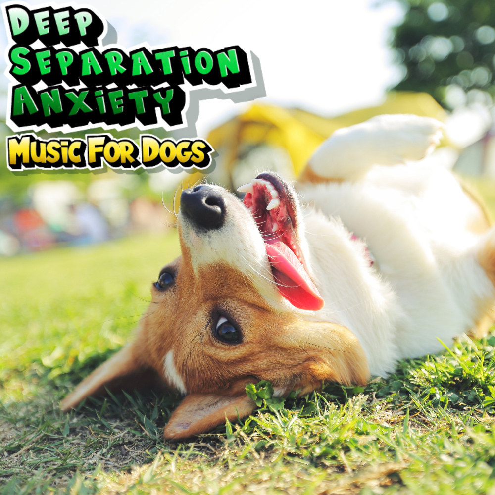 Music Therapy for Anxious Dogs
