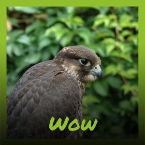 Listen to Wow song with lyrics from Charne Lolla