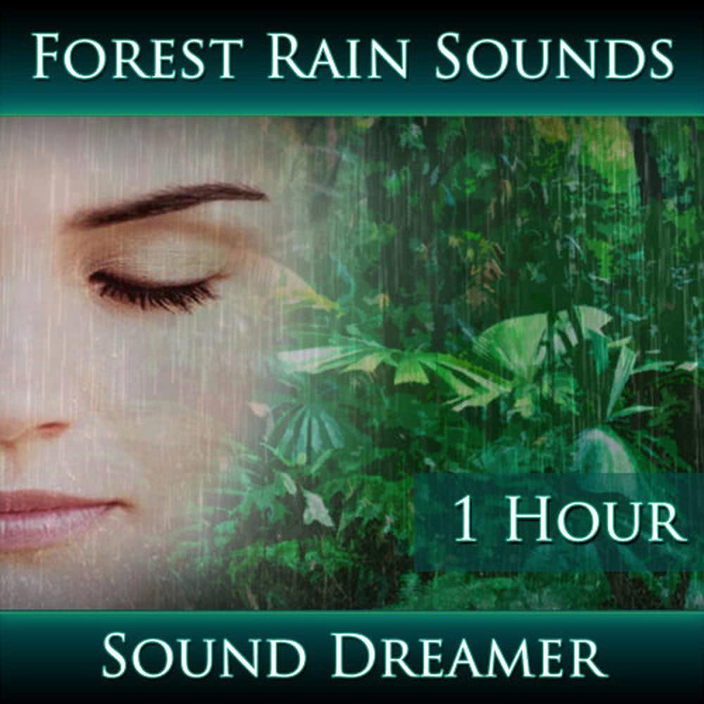 Forest Rain Sounds - 1 Hour