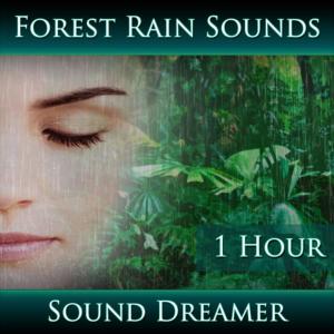 ดาวน์โหลดและฟังเพลง Forest Rain Sounds - 1 Hour พร้อมเนื้อเพลงจาก Sound Dreamer