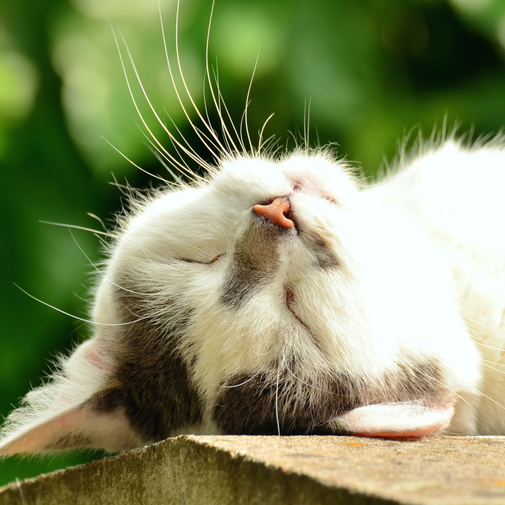 Sleepy Whiskers Rainy Calm