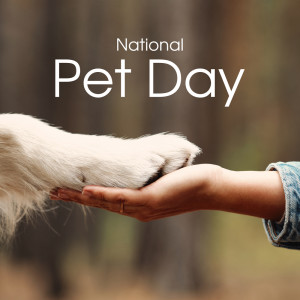 Album National Pet Day (Guide Dogs Training for the Blind, Happy Puppy Day 2023) from Pet Relax Academy