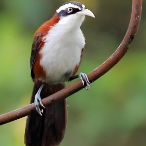 Listen to Burung Kopi-kopi Bernyanyi song with lyrics from Abub
