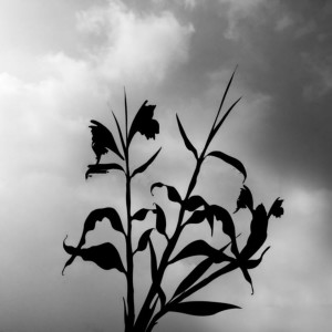 收听Sadexa的Asmalibrasi (Remix)歌词歌曲