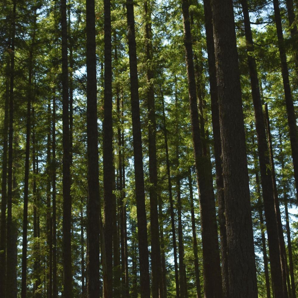 Trees (Explicit)