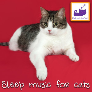 ดาวน์โหลดและฟังเพลง Winter Sleep พร้อมเนื้อเพลงจาก RelaxMyCat