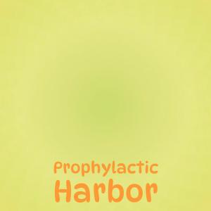 Various Artists的專輯Prophylactic Harbor