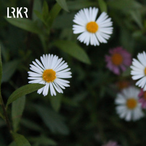 Dengarkan Daisy lagu dari LRKR dengan lirik