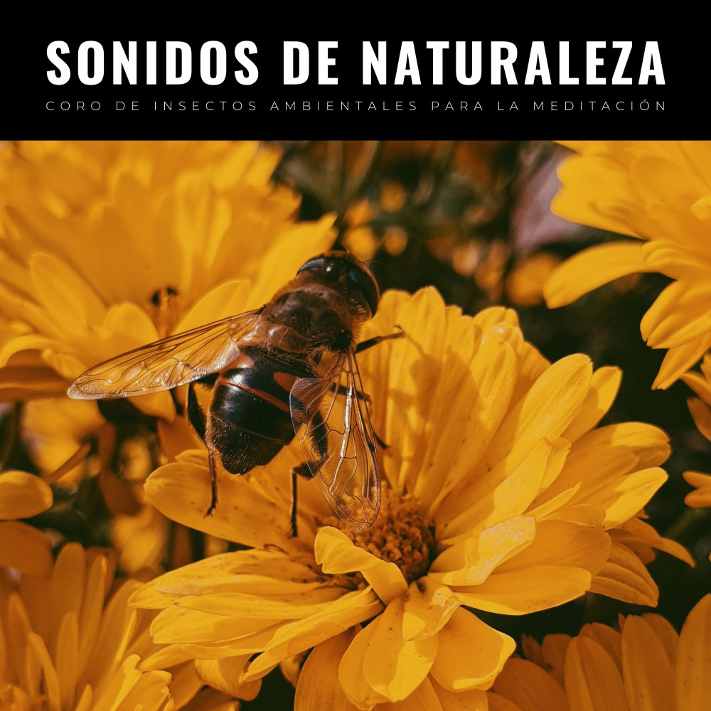 Insectos Pacíficos Y Canción De Cuna