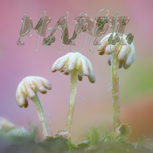 Mabel的專輯Hybrid