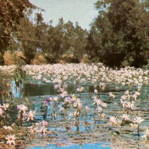 ดาวน์โหลดและฟังเพลง Arms Open Wide พร้อมเนื้อเพลงจาก runo plum