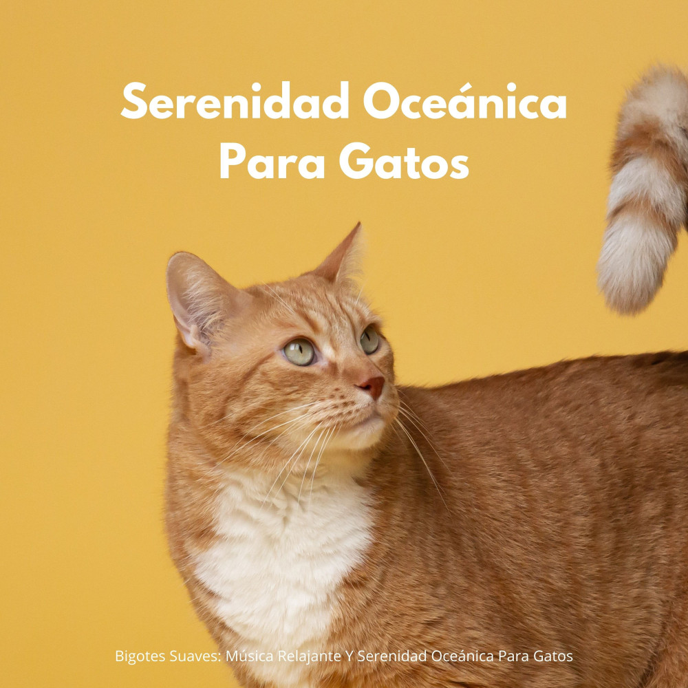 Bonitas Pistas De Las Patas
