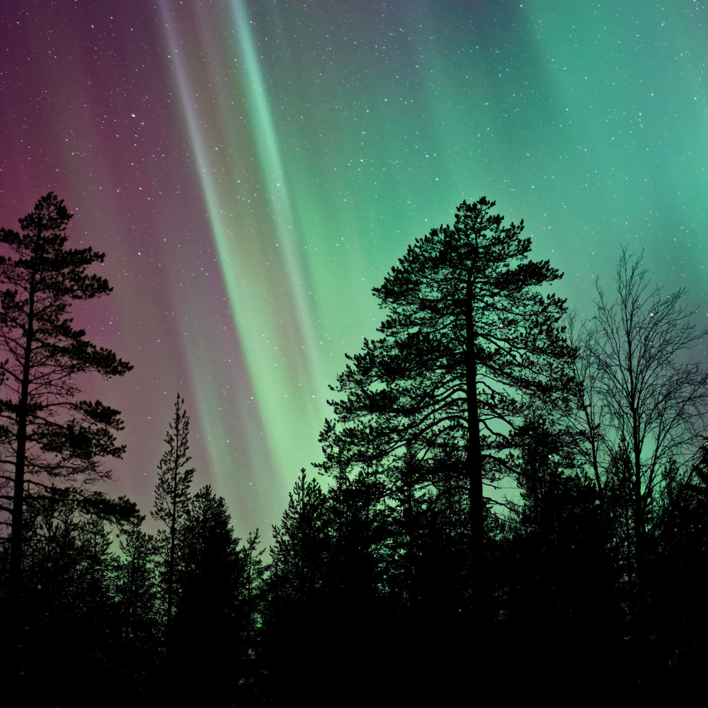 Boreal