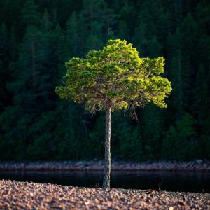 Listen to Best Insomnia Therapy song with lyrics from Deep Sleep