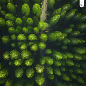 Forest Trail dari lechiffrebeats