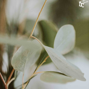 Fred Paci的专辑Tranquil