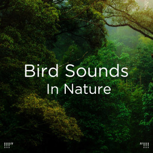 Listen to Rain Music song with lyrics from Nature Sounds