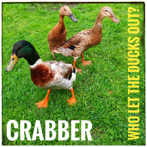 Listen to Raptured Girl song with lyrics from Crabber
