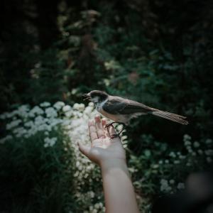 Birds and Forest Sounds for Stress Relief and Relaxation