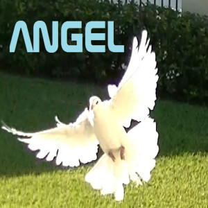 收聽Mariva Jm的Angel歌詞歌曲