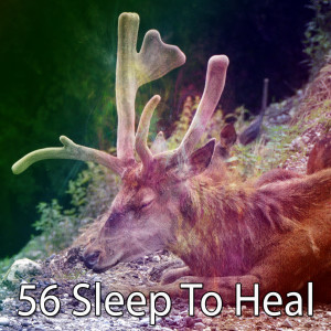 收聽Best Relaxing Spa Music的Harmonious Bedroom歌詞歌曲