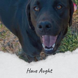 Various的专辑Have Aught