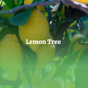 Dengarkan lagu Lemon Tree nyanyian Ernest Ranglin dengan lirik