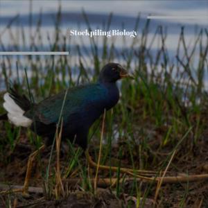 Listen to Have Sometime song with lyrics from Geoffry Nicel