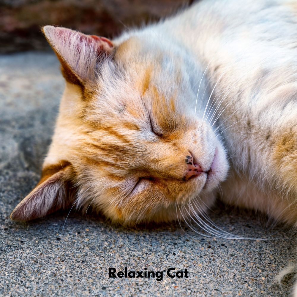 Gentle Paws Melodies