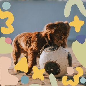 Music for Quality TIme with Dogs