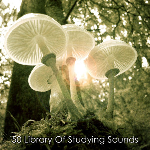 收听White Noise Meditation的Love Yourself歌词歌曲
