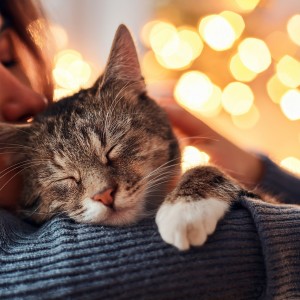 ดาวน์โหลดและฟังเพลง Canciones Suaves Para Gatos พร้อมเนื้อเพลงจาก Música Ambiental para Gatos