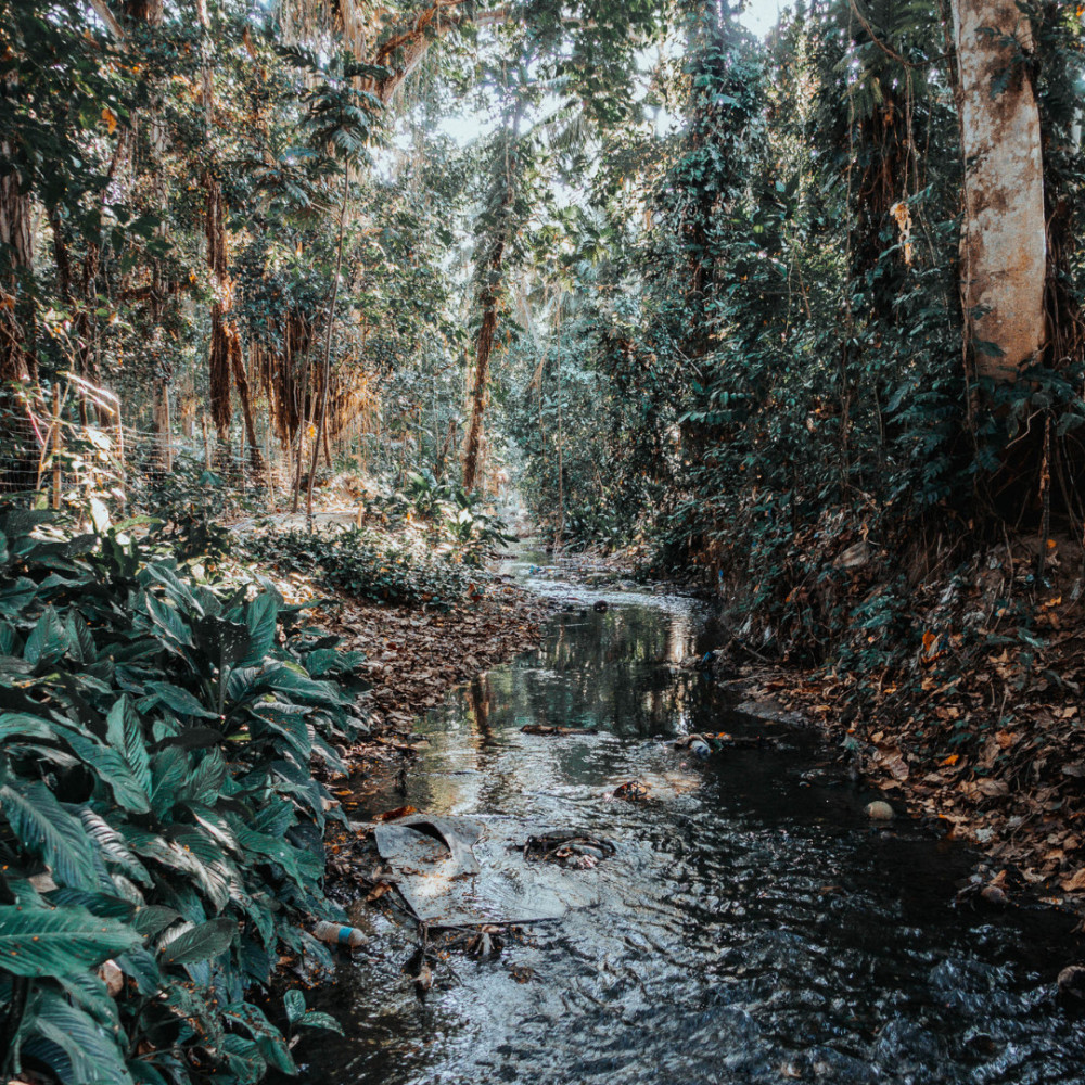Calm Streamside Operetta
