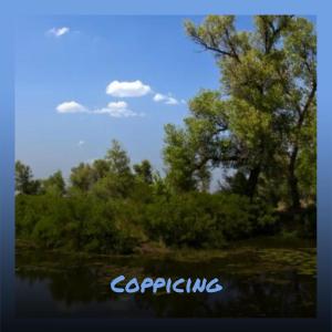 Listen to Crying Killed song with lyrics from Horte Brer