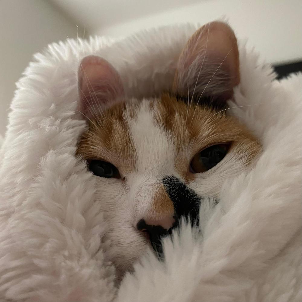 Haru