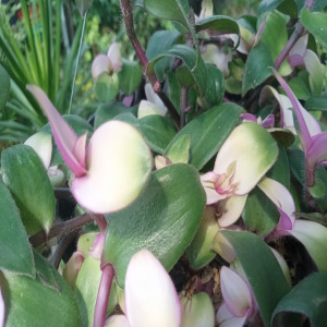 Dengarkan Cahaya Sejati lagu dari Laura Niks Manullang dengan lirik