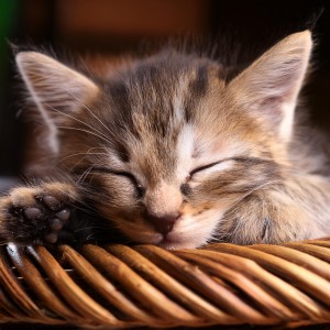 MUY BIEN的專輯Sonidos Relajantes Para Momentos Pacíficos De Gatos