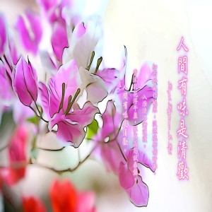 收听林佩娟的淡烟疏柳媚晴滩歌词歌曲